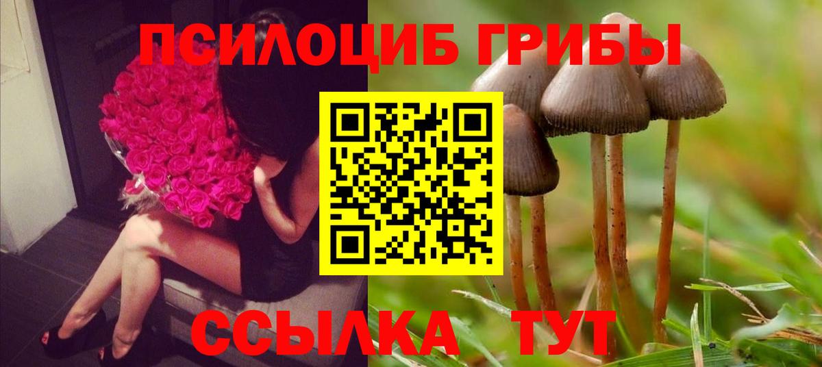Галлюциногенные грибы мицелий Сосновый Бор